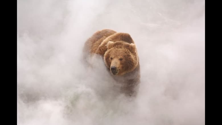 кадр из фильма Земля медведей