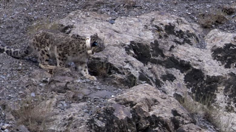 кадр из фильма Snow Leopard: Beyond the Myth