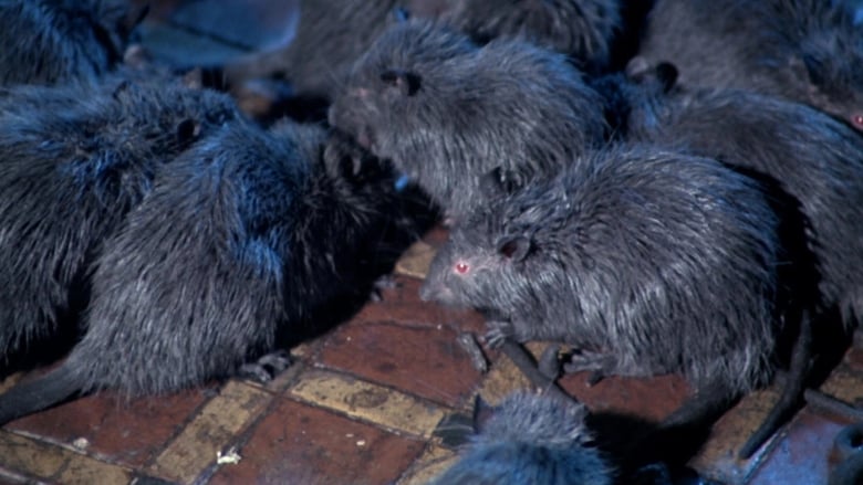 кадр из фильма Крысы: Ночь ужаса