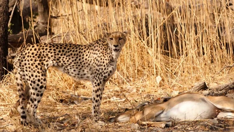 кадр из фильма Serengeti Speed Queen