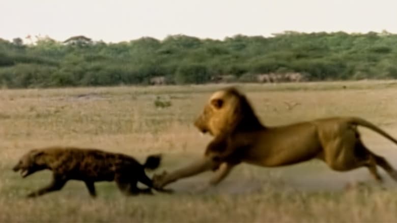 кадр из фильма Eternal Enemies: Lions and Hyenas