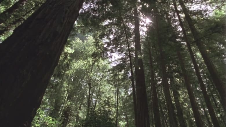 кадр из фильма Redwood Curtain