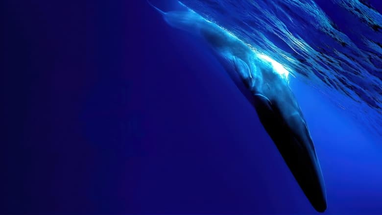 кадр из фильма Самый одинокий кит