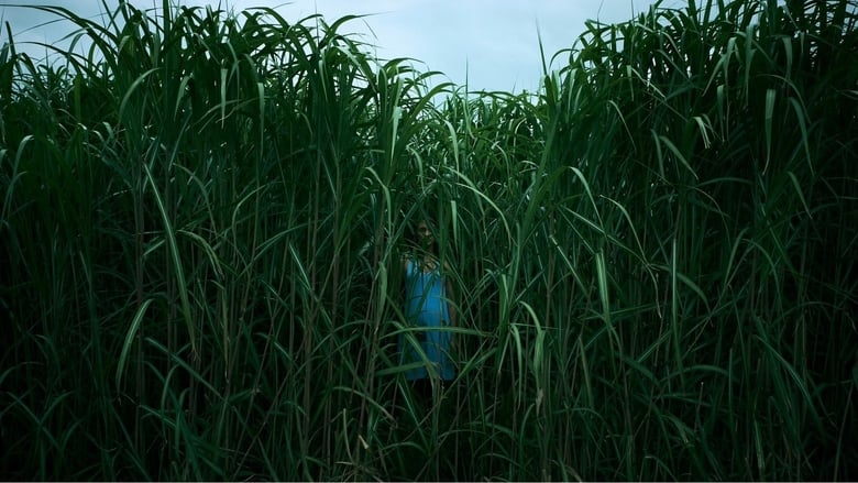 кадр из фильма В высокой траве
