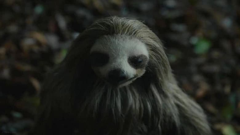 кадр из фильма Мой ленивец-убийца