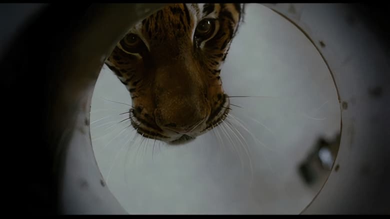 кадр из фильма Во власти тигра
