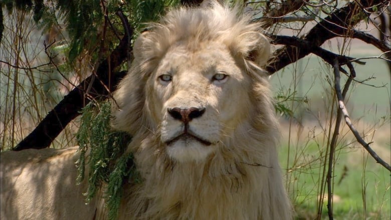 кадр из фильма Белый лев