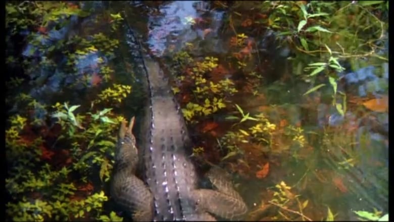 кадр из фильма Prowlers of the Everglades