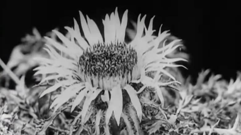 кадр из фильма Floral Co-operative Societies