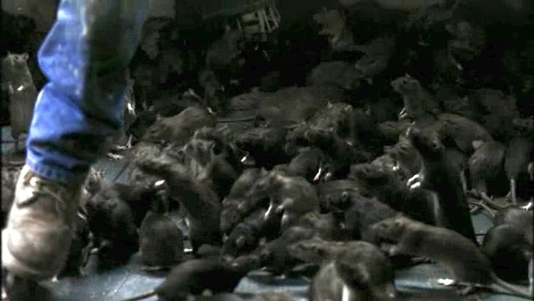 кадр из фильма The Rats