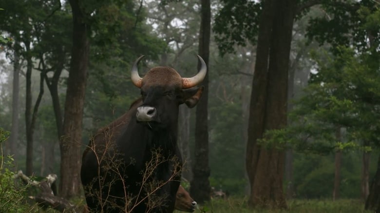 кадр из фильма Wild Karnataka