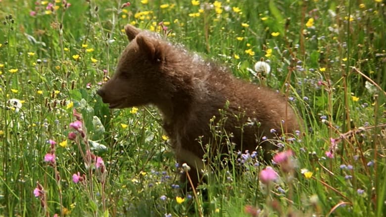кадр из фильма Медведь