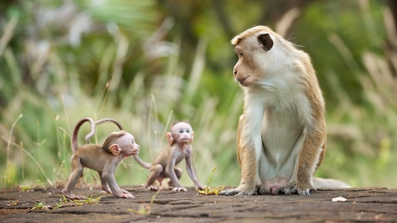 кадр из фильма Королевство обезьян