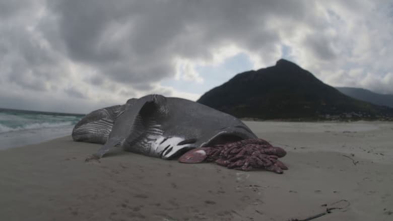 Акула-монстр: Мегалодон жив