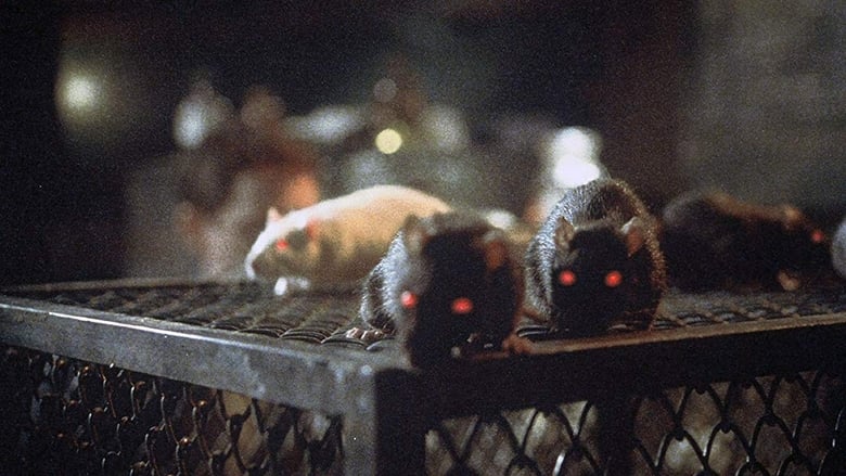 кадр из фильма Крысы