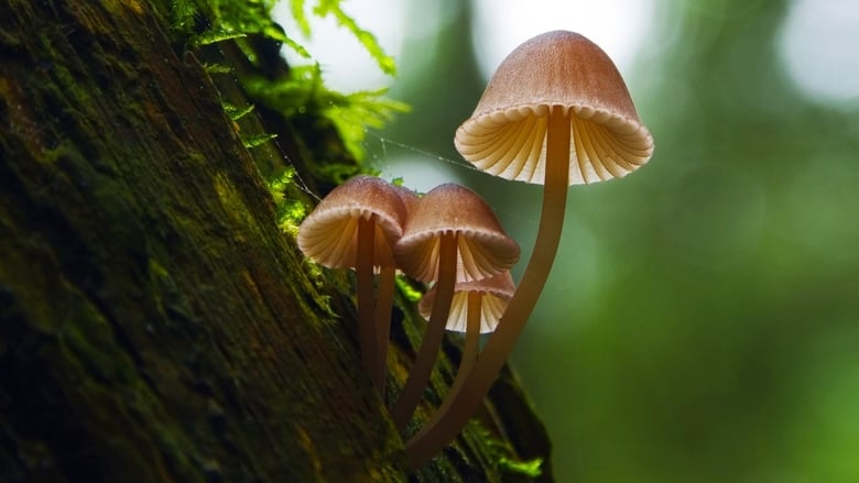 Фантастические грибы