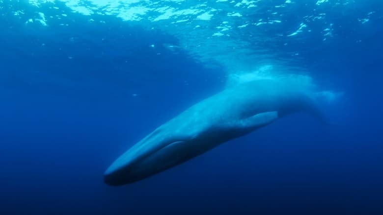 кадр из фильма Самый одинокий кит