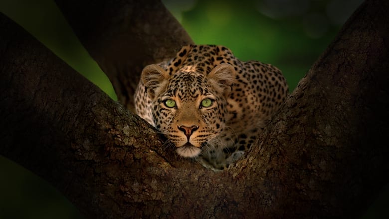 кадр из фильма Jade Eyed Leopard