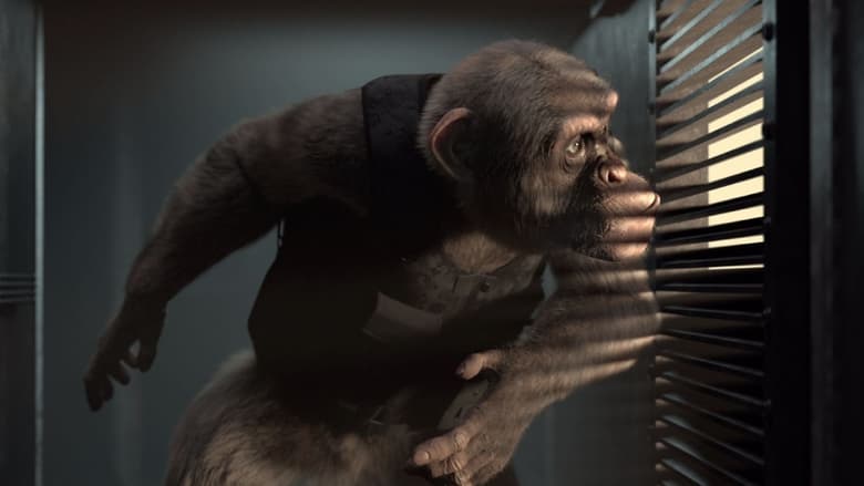 кадр из фильма Шимпанзе под прикрытием
