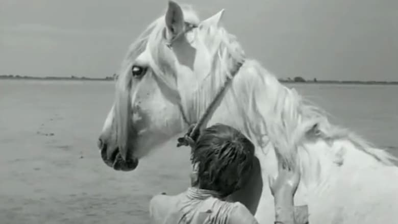 кадр из фильма Белая грива: Дикая лошадь