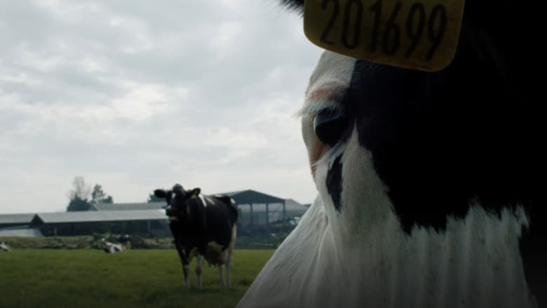 кадр из фильма Корова
