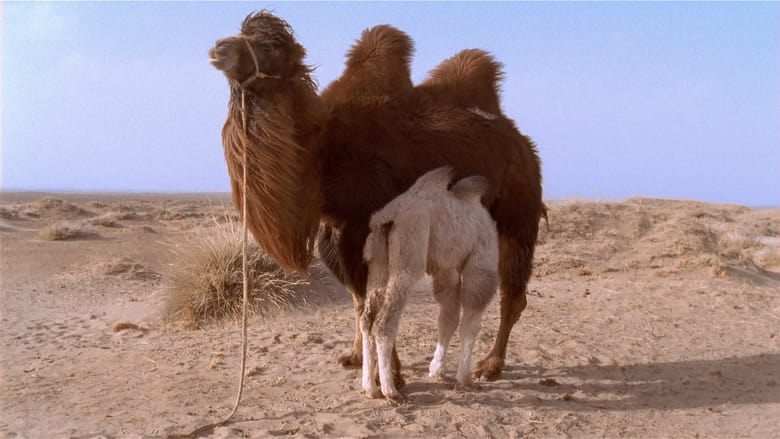 кадр из фильма Рассказ плачущего верблюда