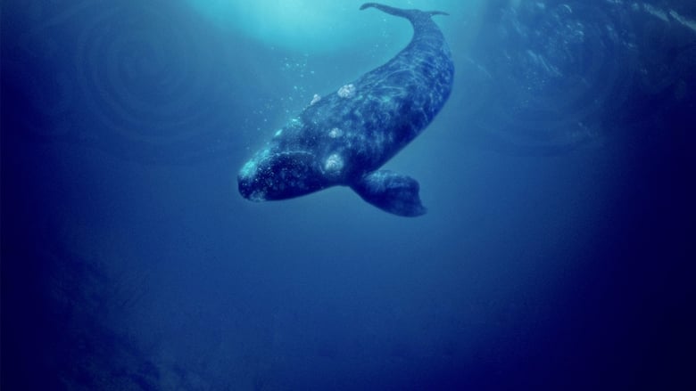 кадр из фильма Оседлавший кита