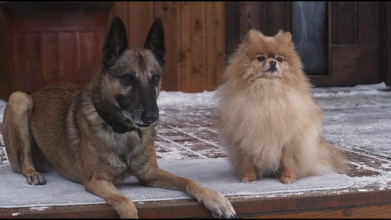 кадр из фильма Step Dogs