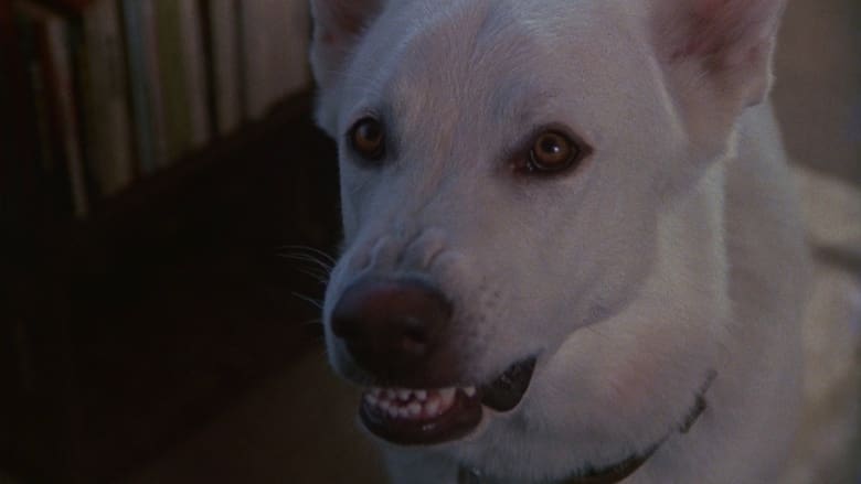 кадр из фильма Белая собака