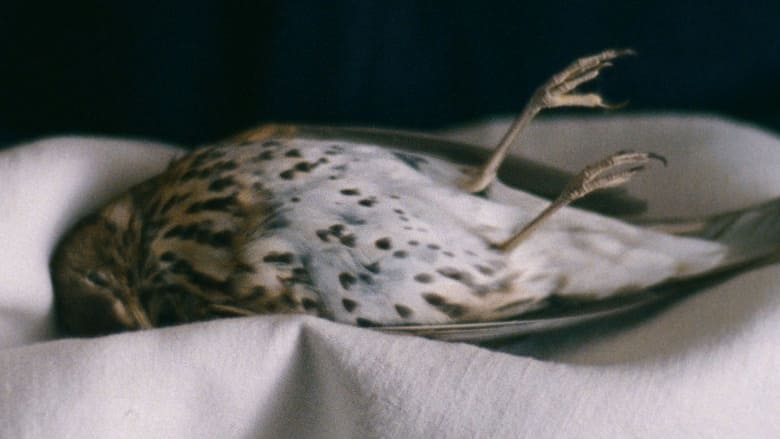 кадр из фильма Метаморфоза птиц