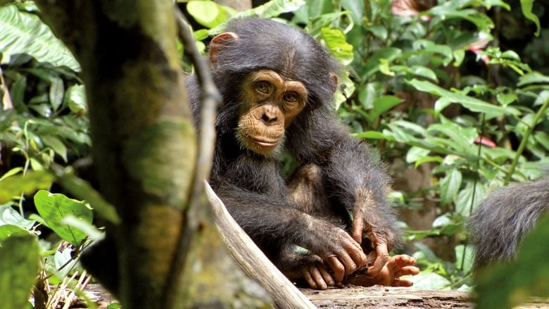 кадр из фильма Шимпанзе