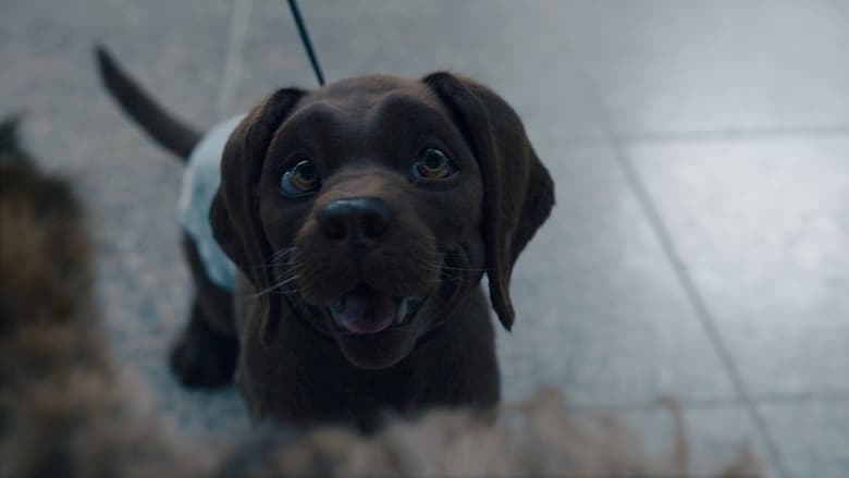 кадр из фильма Кот и пёс