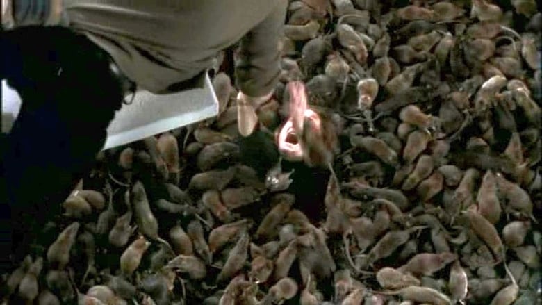 кадр из фильма The Rats
