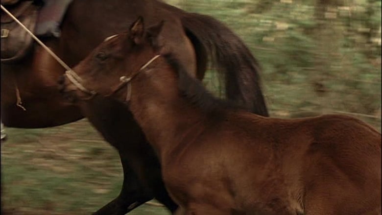 кадр из фильма The Colt