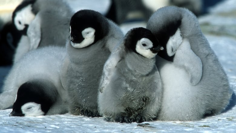 кадр из фильма Марш пингвинов