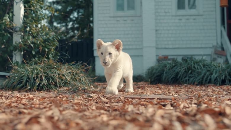 кадр из фильма Лена и львёнок