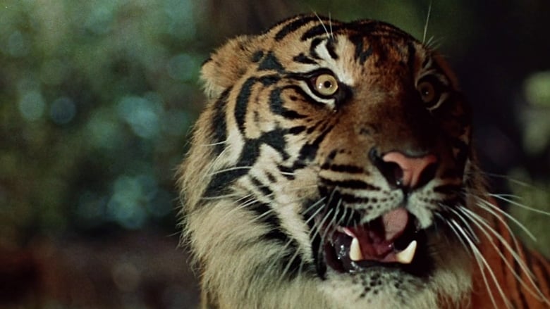 кадр из фильма Бенгальский тигр
