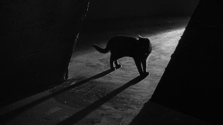 кадр из фильма Чёрный кот