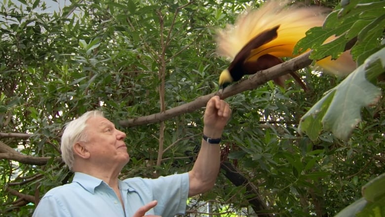 кадр из фильма Attenborough's Paradise Birds