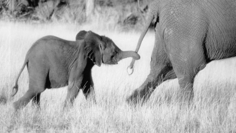 кадр из фильма Whispers: An Elephant's Tale
