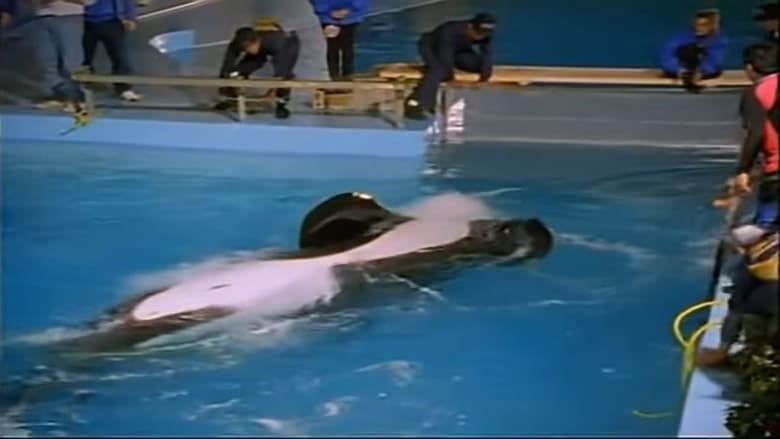 кадр из фильма The Free Willy Story - Keiko's Journey Home