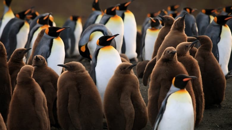кадр из фильма Король пингвинов