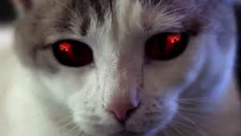 кадр из фильма Hell's Kitty
