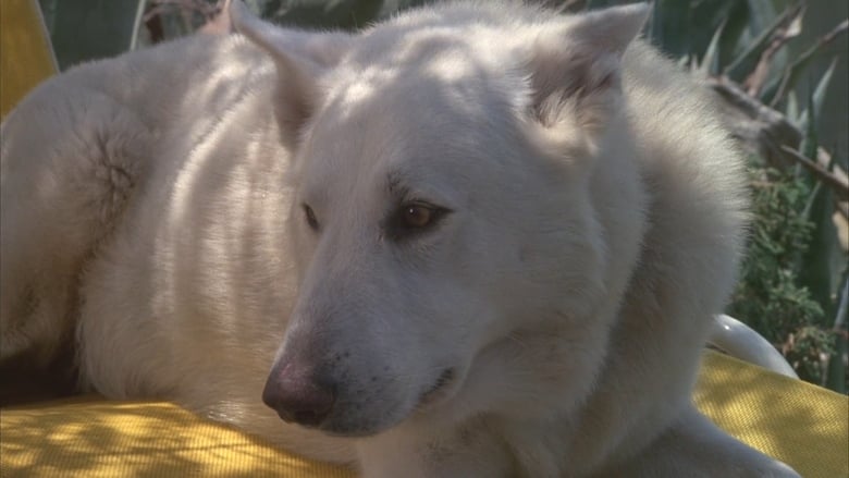 кадр из фильма Белая собака