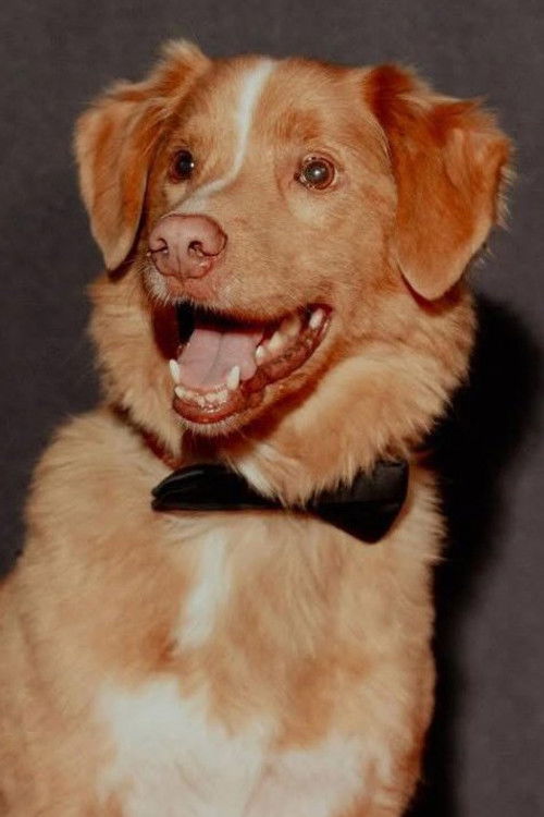 Индй тхе Дог