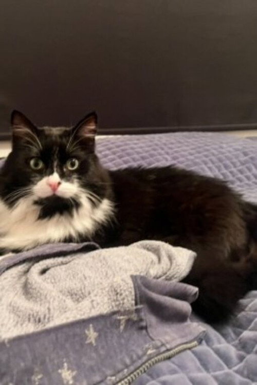 Гарри Гудини