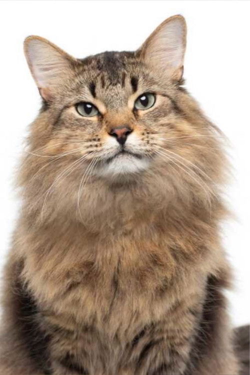 Тониц тхе Цат