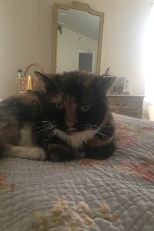 Стелла тхе Цат