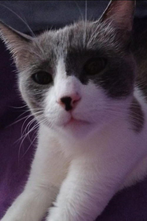 Олимпийский Мишка