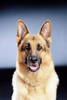 Ретт Батлер